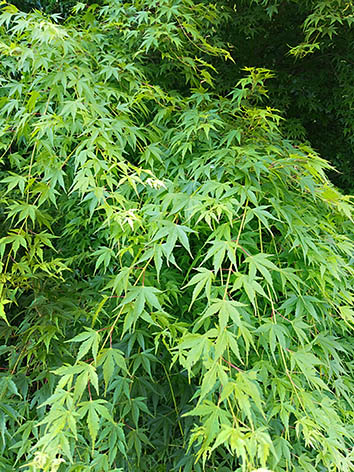 Lil'o bambous - Acer palmatum en été