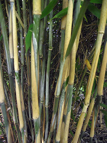 Lil'o bambous - Cannes bleutées de Fargesia nitida great wall