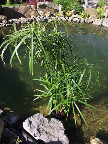 Lil'o bambous - Cyperus alternifolius