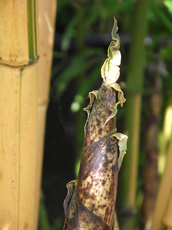 Lil'o bambous - Détail des turions (jeunes cannes qui sortent de terre) de Phyllostachys vivax aureocaulis