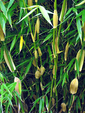 Lil'o bambous - Fargesia dracocephala