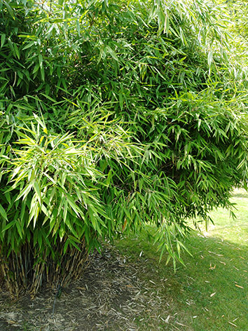 Lil'o bambous - Fargesia nitida winter joy