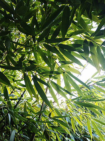 Lil'o bambous - Feuillage de fargesia à contre jour