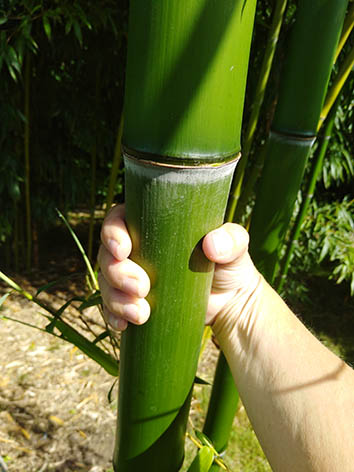 Lil'o bambous - Grosses cannes de Phyllostachys prominens
