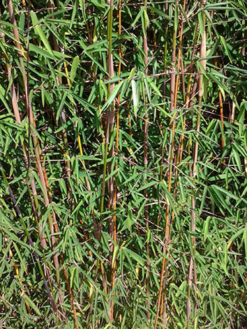 Lil'o bambous - Le fin feuillage du Fargesia Jiuzhaigou 1