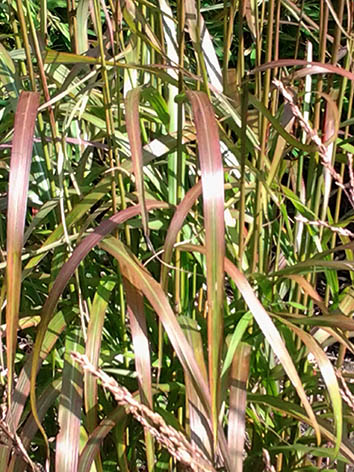 Lil'o bambous - Miscanthus ghana - Le feuillage devient de plus en plus brun durant l'été