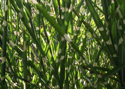 Lil'o bambous - Miscanthus zebrinus