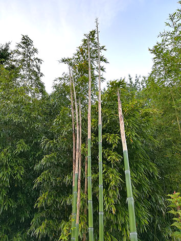 Lil'o bambous - Nouvelles cannes montantes de Phyllostachys prominens