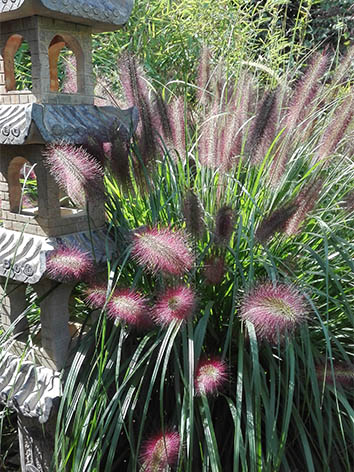 Lil'o bambous - Pennisetum red head