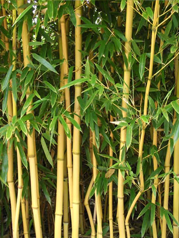 Lil'o bambous - Phyllostachys aureosulcata aureocaulis - Base des cannes