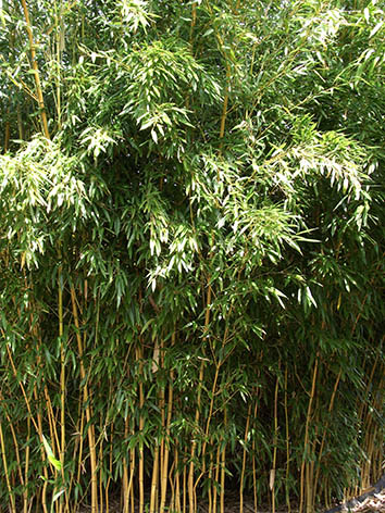 Lil'o bambous - Phyllostachys aureosulcata aureocaulis