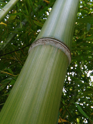 Lil'o bambous - ambiance du jardin - Détail de la canne de Phyllostachys violascens