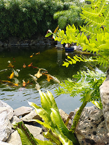 Lil'o bambous - ambiance du jardin - Détail du bassin et fougères