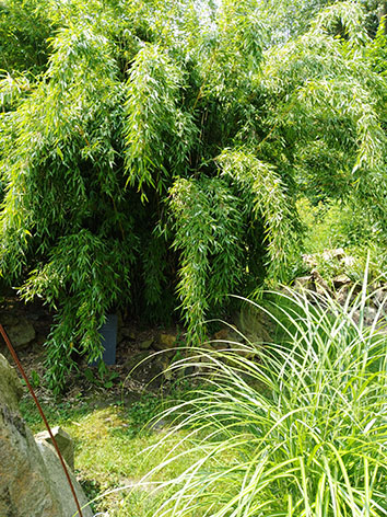 Lil'o bambous - ambiance du jardin - Fargesia denudata lancaster 1 c