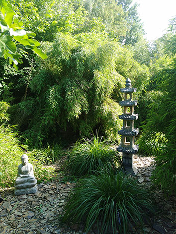 Lil'o bambous - ambiance du jardin - Fargesia utilis en arrière plan