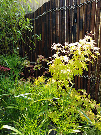 Lil'o bambous - ambiance du jardin - Paravent en bambous - Papyrus et érable japonais