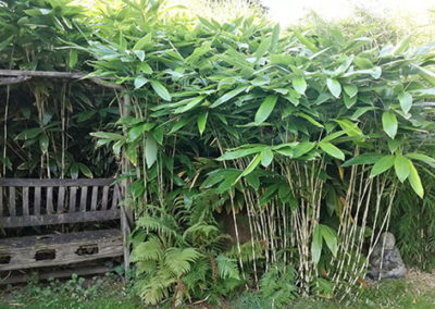 Lil'o bambous - ambiance du jardin - Sasa palmata nebulosa
