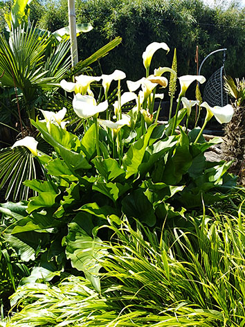 Lil'o bambous - ambiance du jardin - Superbe plant d'arum