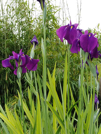 Lil'o bambous - Iris kaempferi