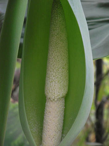 Lil'o bambous - Oreille d'éléphant détail de la fleur - Allocasia - Craint le gel