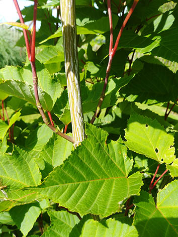 Lil'o bambous - Acer antoine - détail du tronc strié de blanc