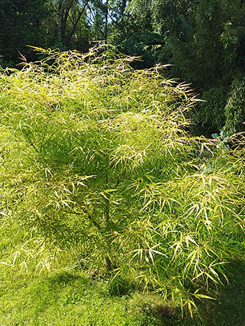 Lil'o bambous - Acer palmatum ao shichigosan