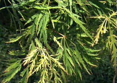 Lil'o bambous - Acer palmatum dissectum viridis - détail du feuillage