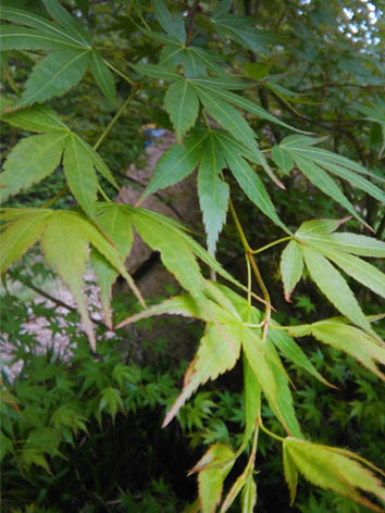 Lil'o bambous - Acer palmatum - détail des feuilles
