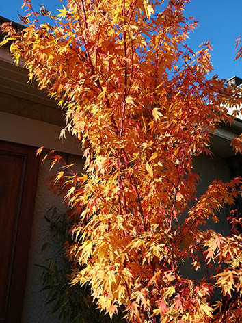 Lil'o bambous - Acer sango kaku en automne