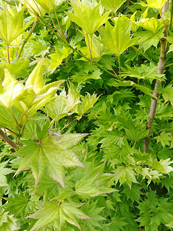 Lil'o bambous - Acer shirasawanum aureum - détail des feuilles