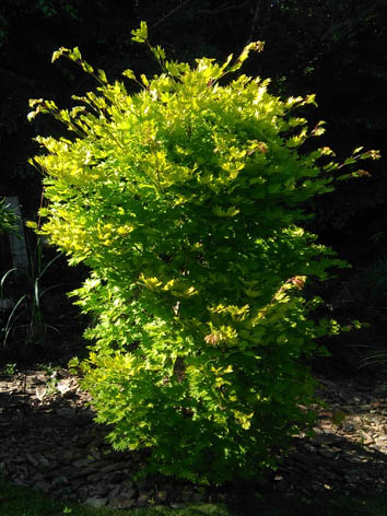 Lil'o bambous - Acer shirasawanum aureum - feuillage très lumineux dans les coins sombres