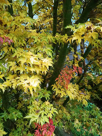 Lil'o bambous - Acer shishigashira en automne