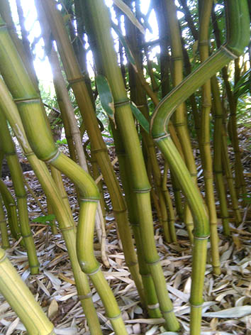 Lil'o bambous - Cannes anguleuses de Phyllostachys aureosulcata harbin inversa