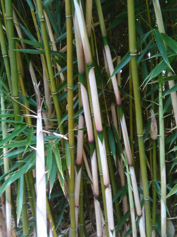 Lil'o bambous - Cannes de Fargesia robusta campbell avec les gaines crème sur les cannes de l'année