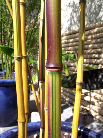 Lil'o bambous - Coloration des jeunes cannes de Phyllostachys aureosulcata spectabilis