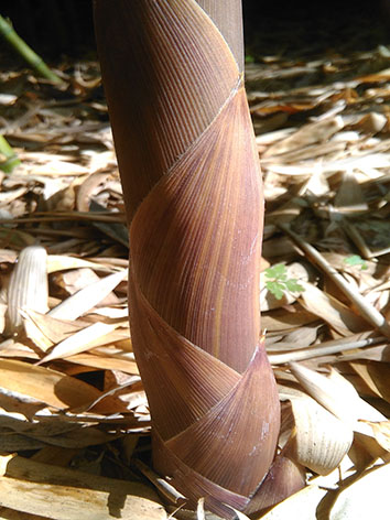 Lil'o bambous - Couleur tendre de turions Phyllostachys parvifolia