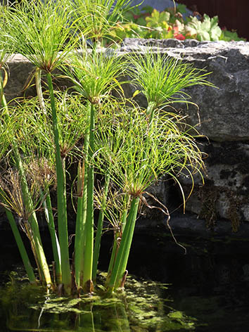 Lil'o bambous - Cyperus papyrus dans l'étang