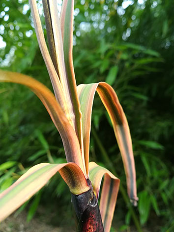 Lil'o bambous - Détail des turions de Phyllostachys