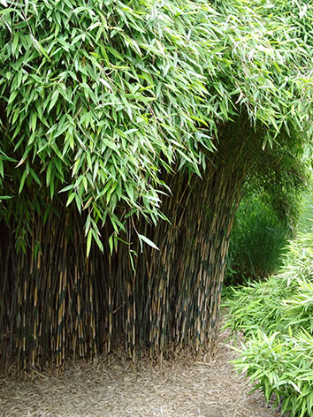 Lil'o bambous - Fargesia nitida great wall