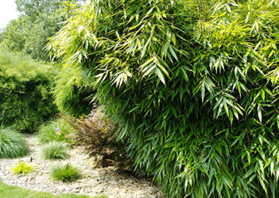 Lil'o bambous - Fargesia robusta pingwu et au fond fargesia nitida black pearl