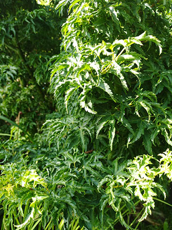 Lil'o bambous - Feuillage chiffonné de l'Acer shishigashira en été