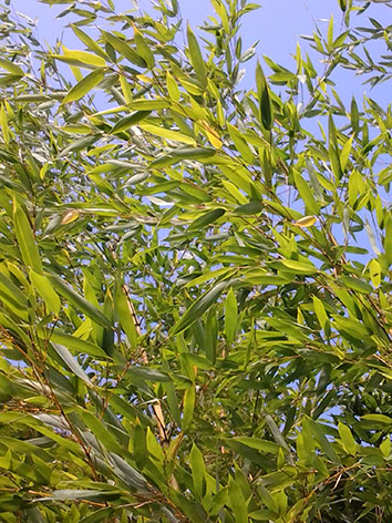 Lil'o bambous - Feuillage de Phyllostachys