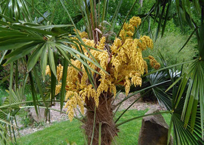 Lil'o bambous - Floraison spectaculaire de Trachycarpus fortunei