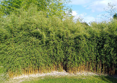 Lil'o bambous - Haie de fargesia jiuzhaigou 1