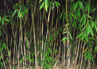 Lil'o bambous - Haie de fargesia nitida great wall