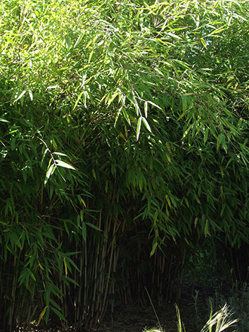 Lil'o bambous - Haie de fargesia nitida great wall - autre vue