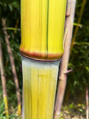 Lil'o bambous - Jeunes cannes de Phyllostachys aureosulcata harbin inversa