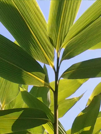 Lil'o bambous - Les grandes feuilles de Sasa palmata nebulosa