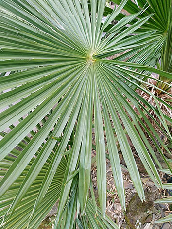 Lil'o bambous - Magnifique palme quasi ronde de Trachycarpus fortunei