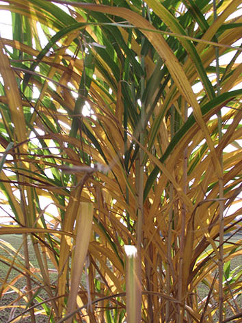 Lil'o bambous - Miscanthus floridulus - En automne